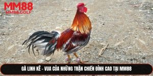Gà Linh Kê - Vua Của Những Trận Chiến Đỉnh Cao Tại Nhà Cái