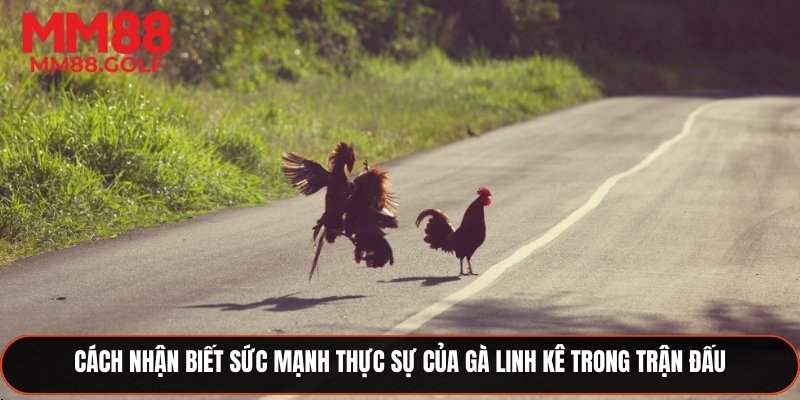 Phương pháp nhận diện sức mạnh thật sự của gà Linh Kê trong trận đấu