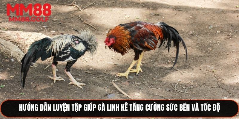 Hướng dẫn luyện tập giúp gà Linh Kê nâng cao sức bền và tốc độ