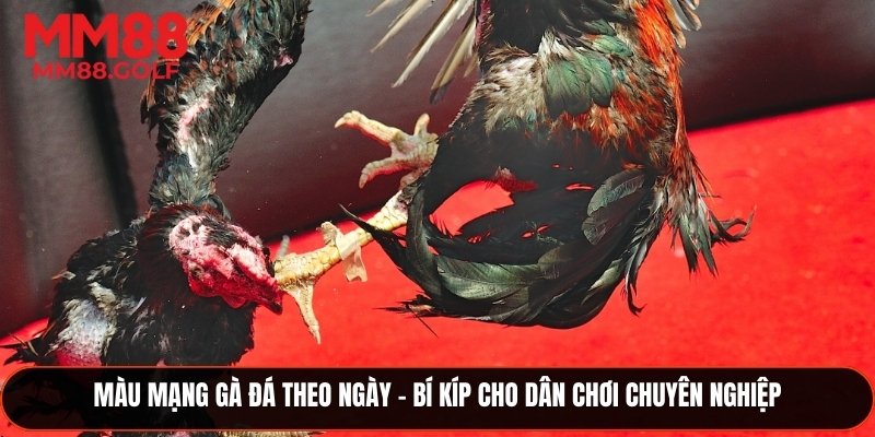 Màu Mạng Gà Đá Theo Ngày - Bí Kíp Cho Dân Chơi Chuyên Nghiệp
