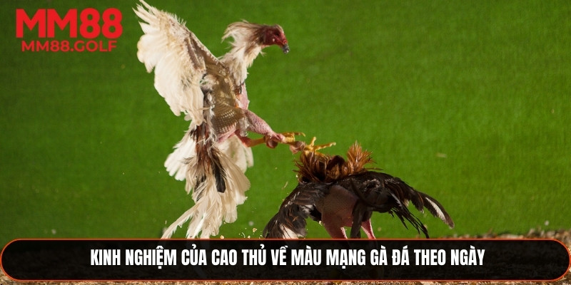 Chiến thuật của cao thủ về màu mạng gà đá