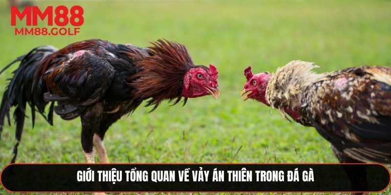 Tổng quan về vảy án thiên trong đá gà