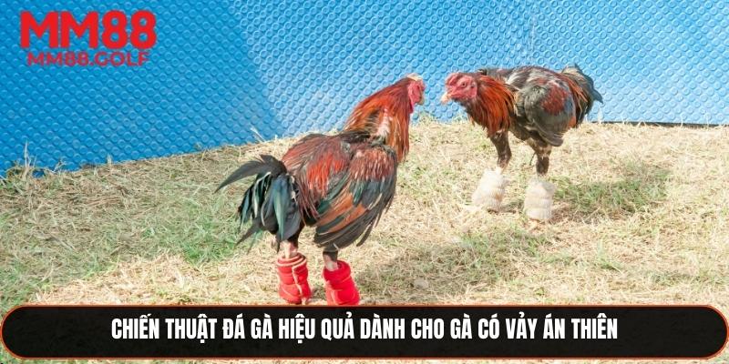 Các chiến thuật đá gà tối ưu cho gà có vảy án thiên